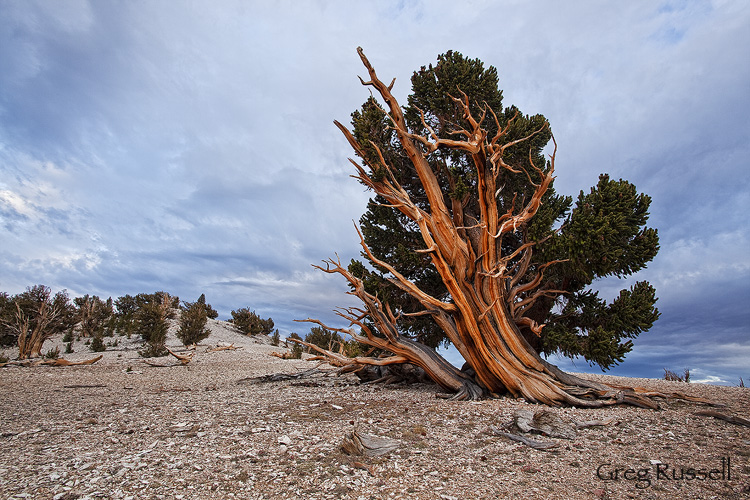 Pinus longeva в высокогорьях Съерра-Невады (Калифорния), где она растет на голом камне: фундаментальна и фотогенична. Живет до 5000 лет. Это мировой рекорд продолжительности жизни. 